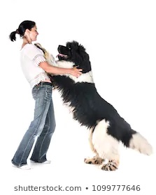 How to stop a dog from Jumping up.