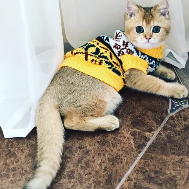 Pretty Warm & Soft Cat’s Sweater