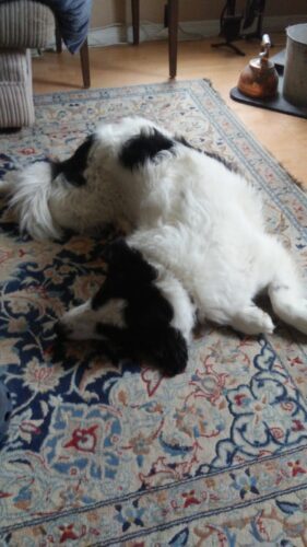What do dogs dream about?