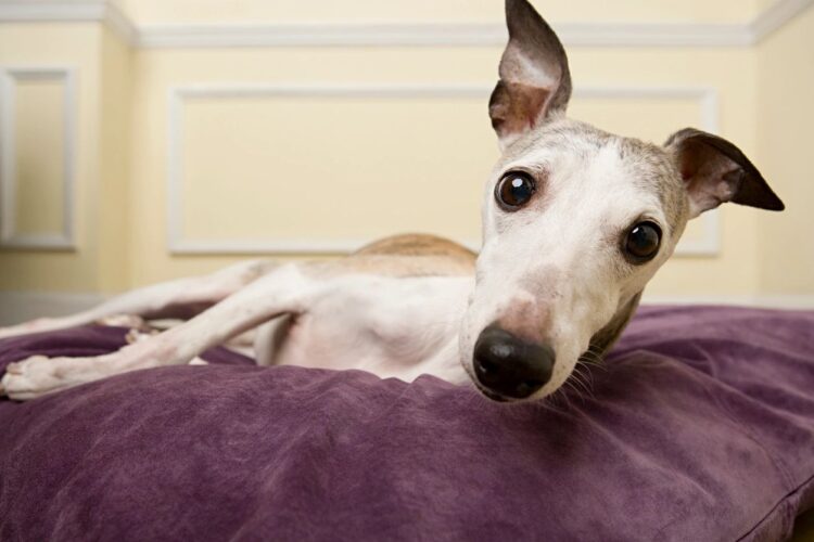 Will your dog Survive   your family returning to school and work?